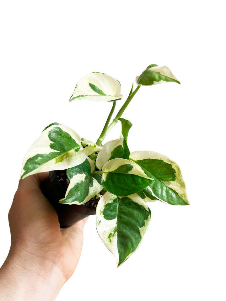 Pothos N' Joy