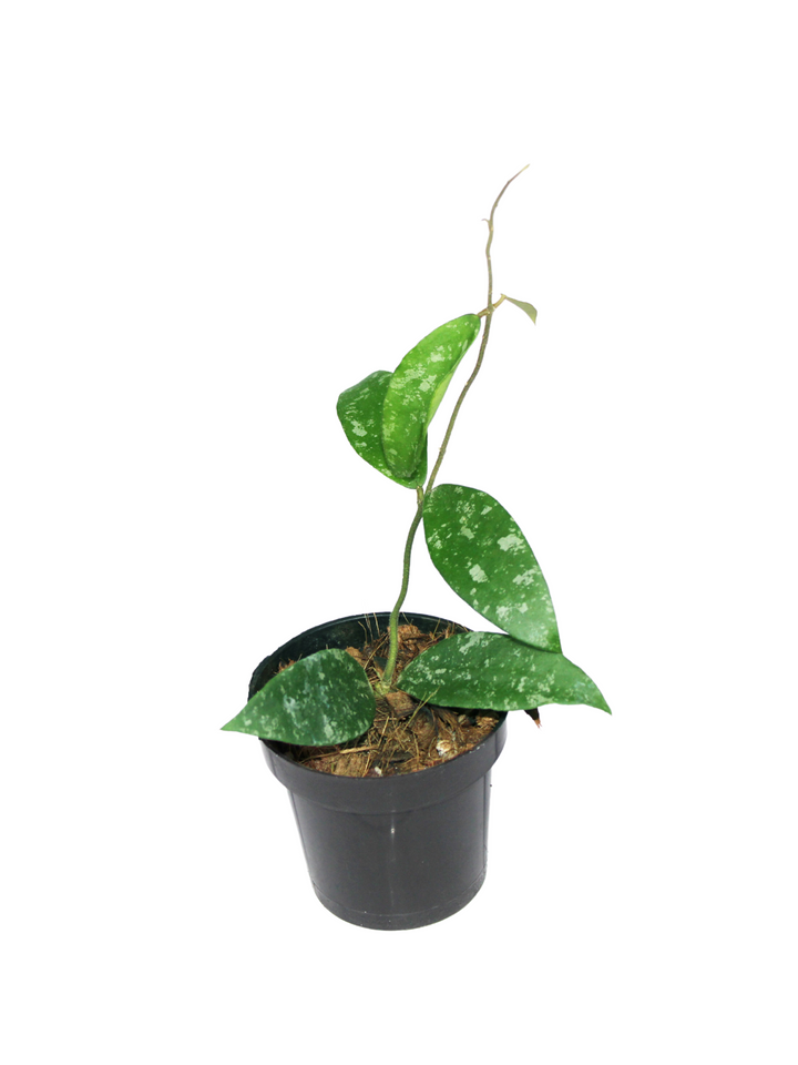 Hoya Phuwuaensis