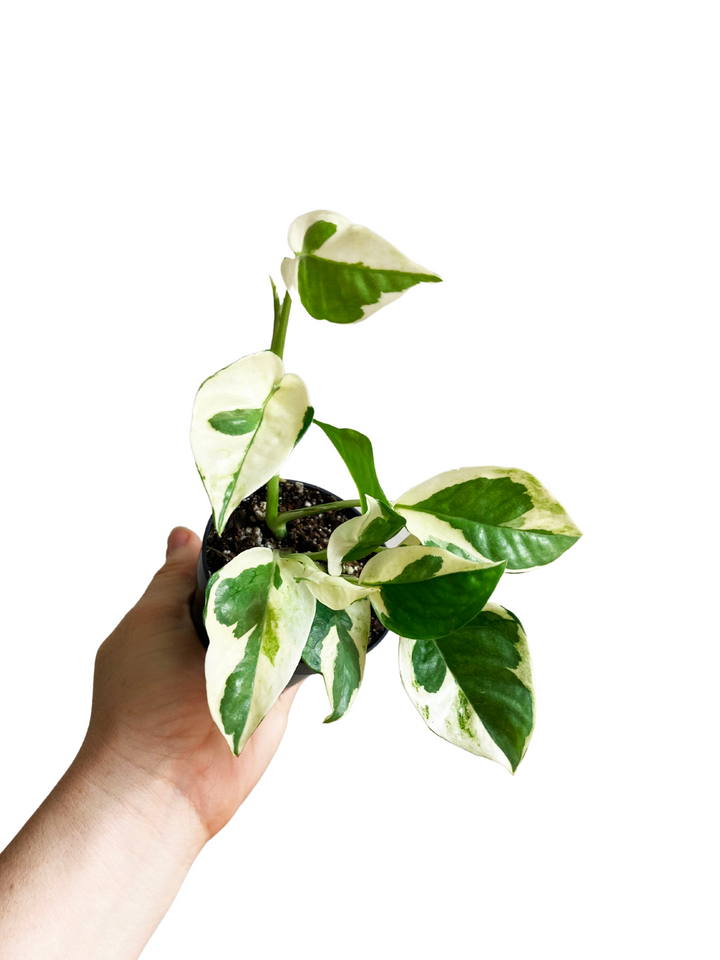 Pothos N' Joy