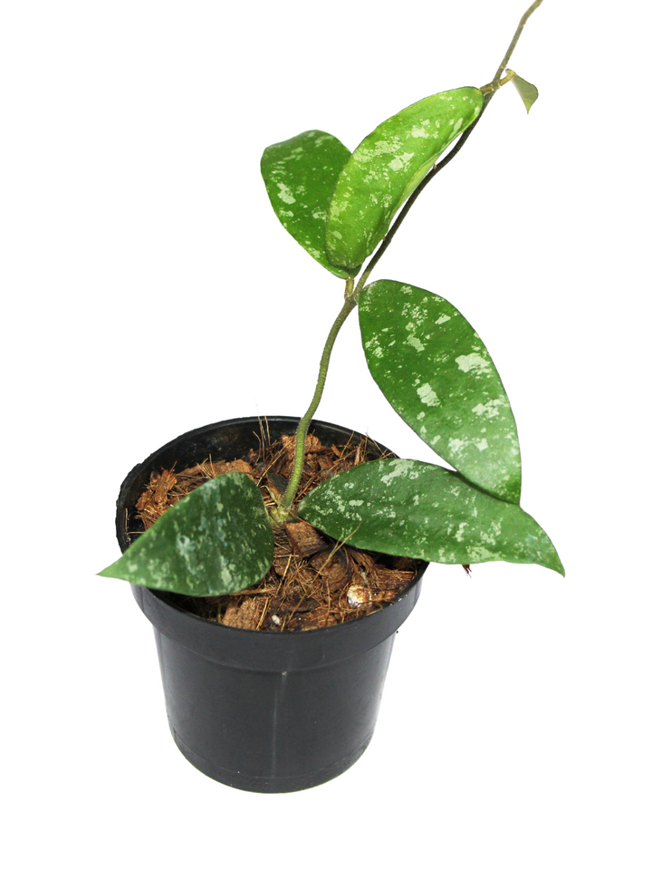 Hoya Phuwuaensis