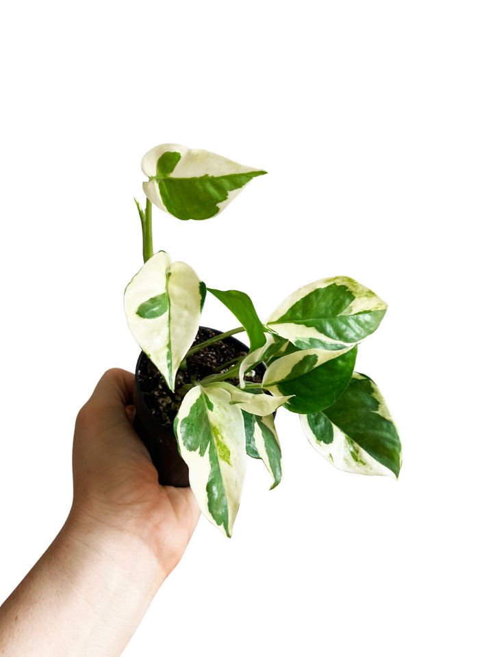 Pothos N' Joy