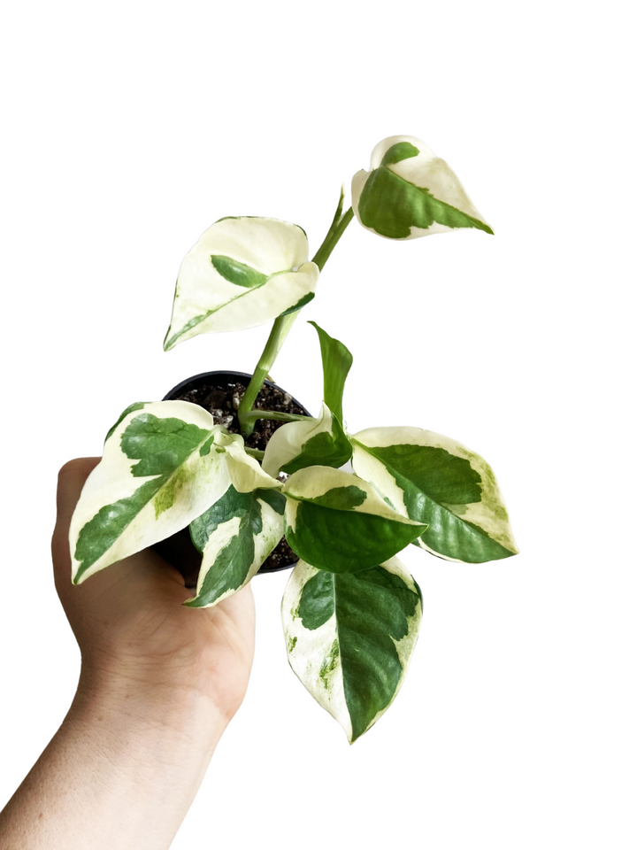 Pothos N' Joy
