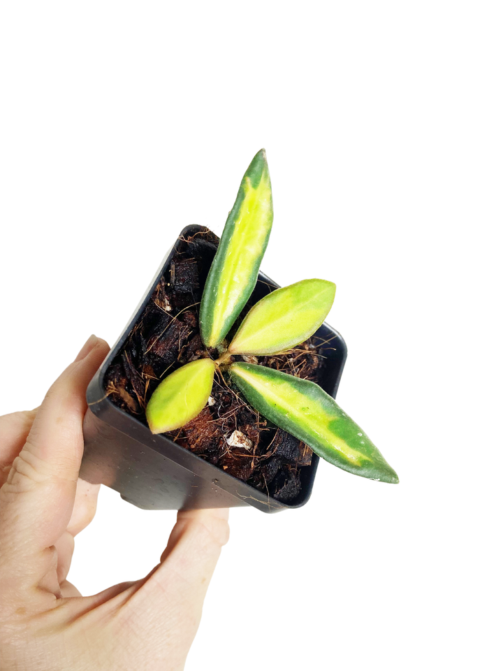 Hoya Burtoniae Inner Variegated