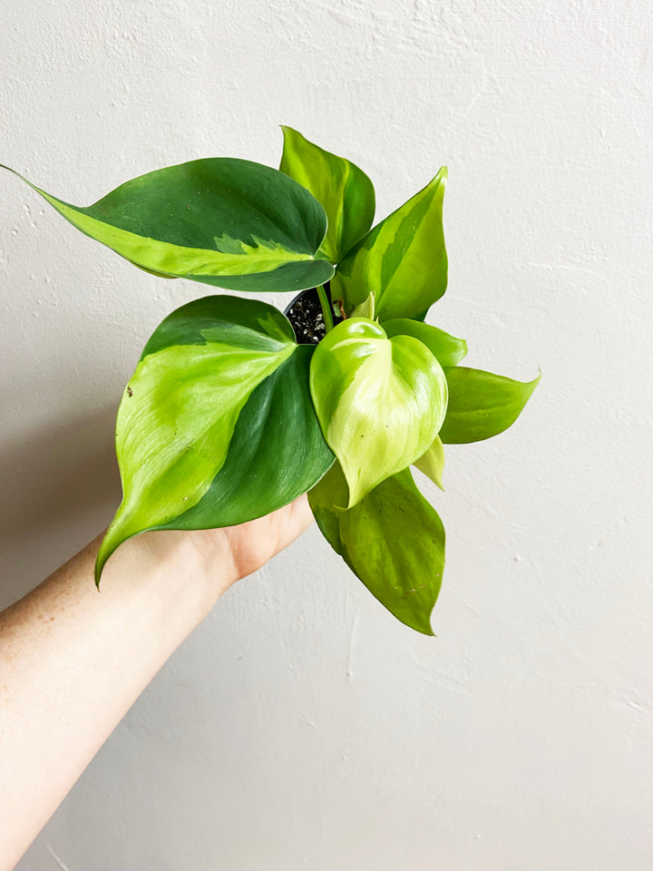 Philodendron Brasil