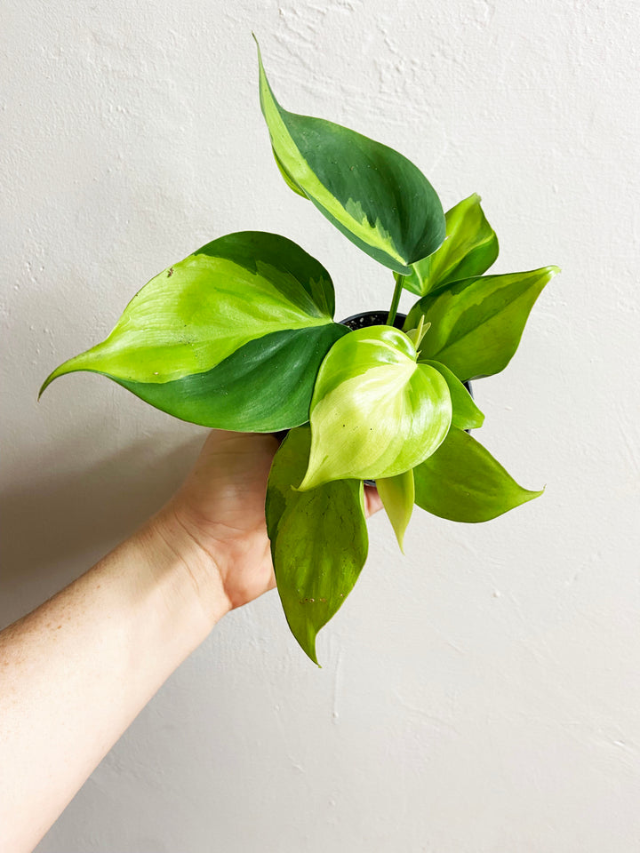 Philodendron Brasil