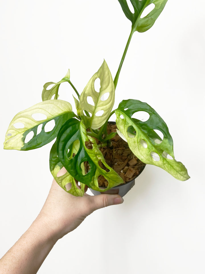 Monstera Adansonii Variegated