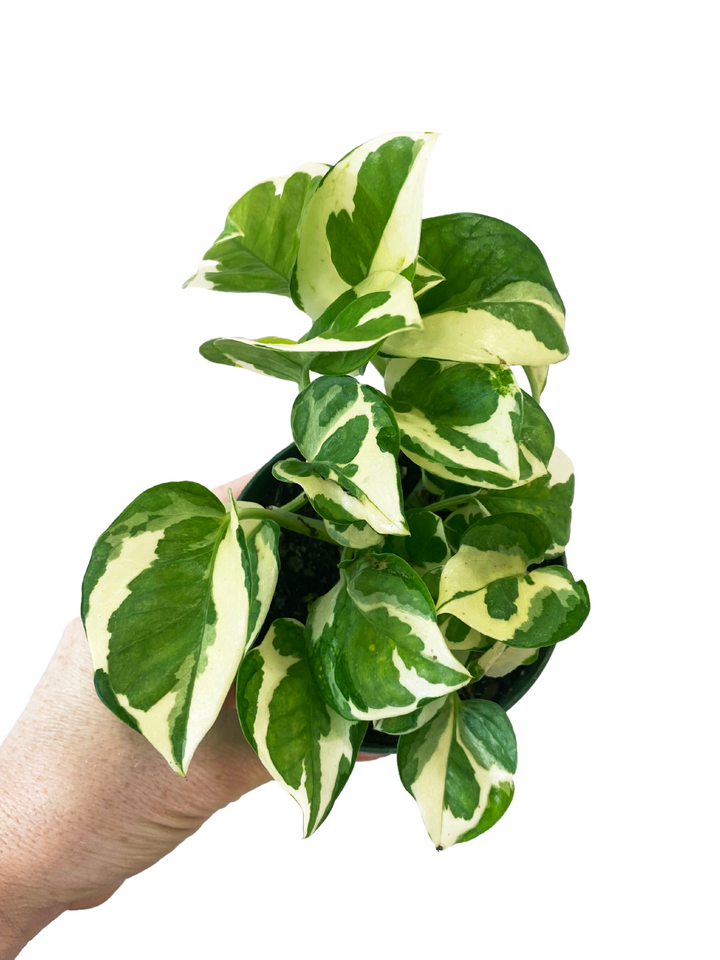 Pothos N' Joy