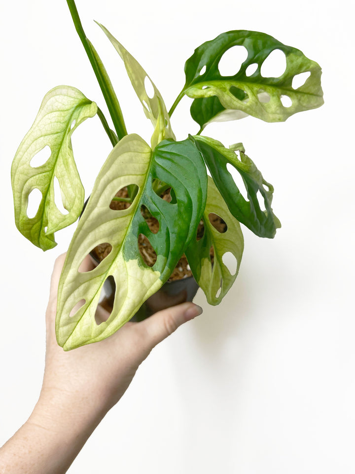 Monstera Adansonii Variegated