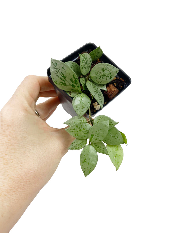 Hoya Krohniana Super Silver