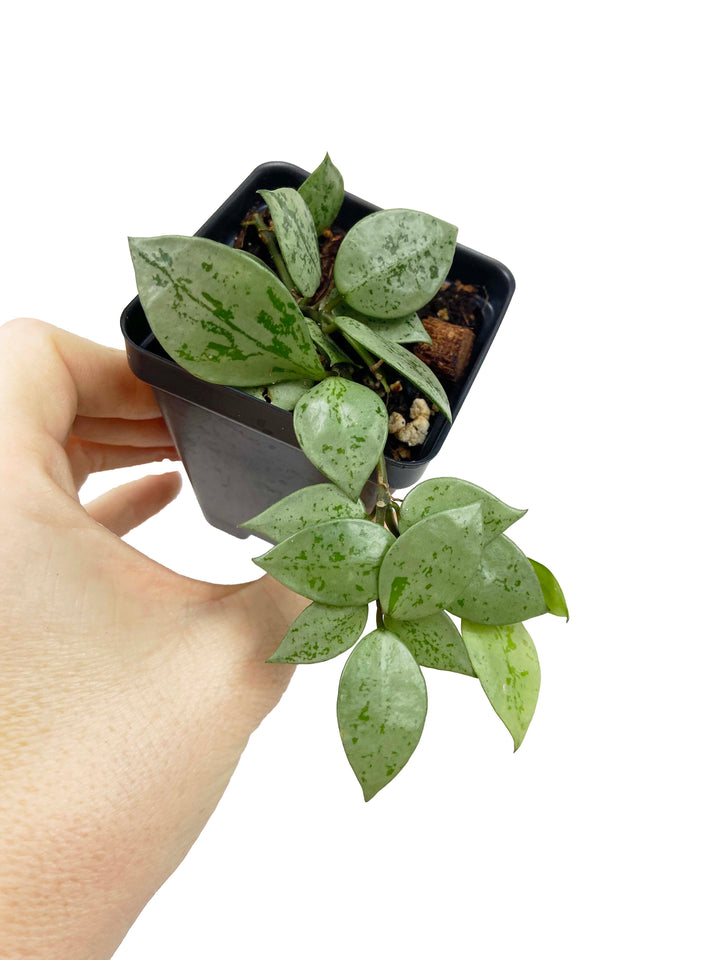 Hoya Krohniana Super Silver