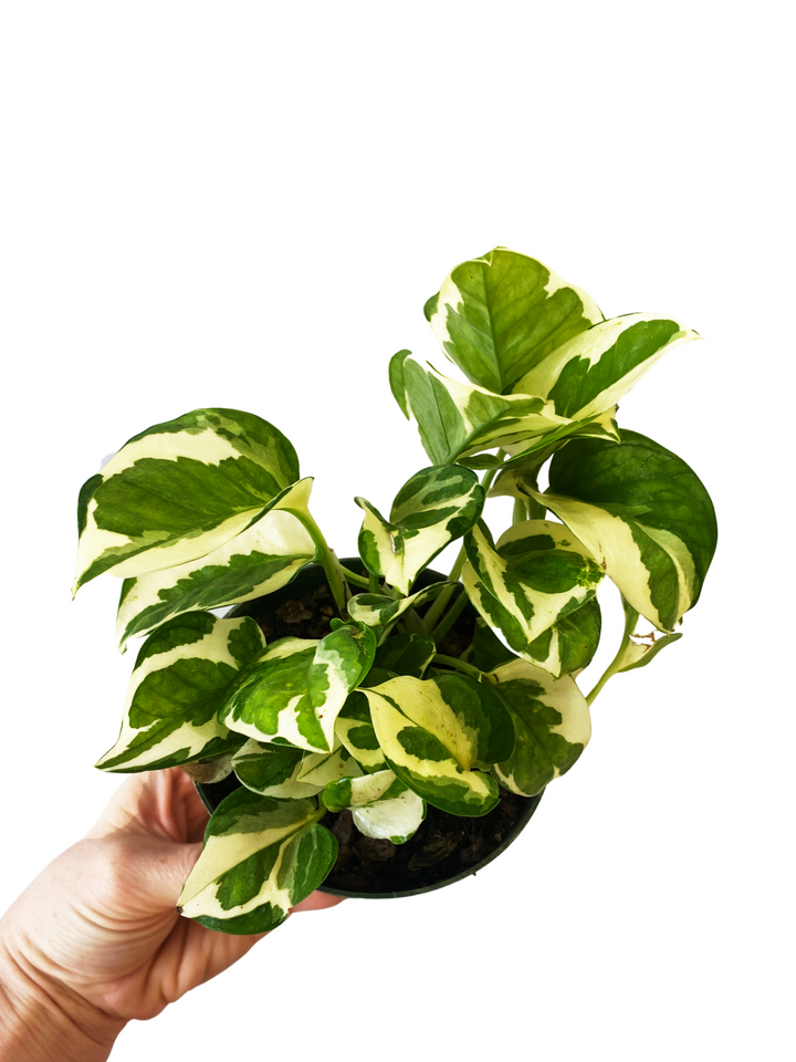 Pothos N' Joy