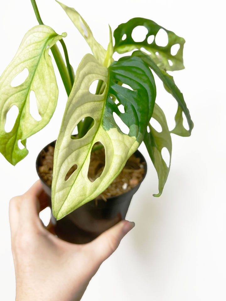 Monstera Adansonii Variegated