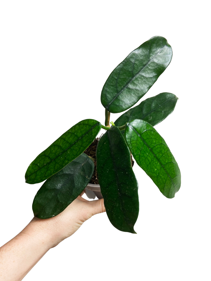 Hoya Globulosa