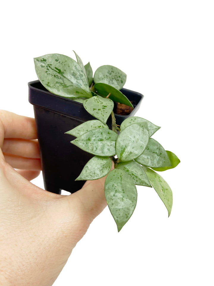 Hoya Krohniana Super Silver