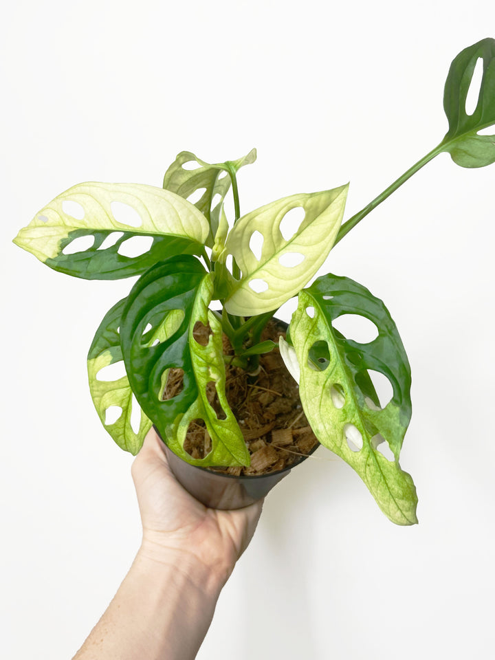 Monstera Adansonii Variegated