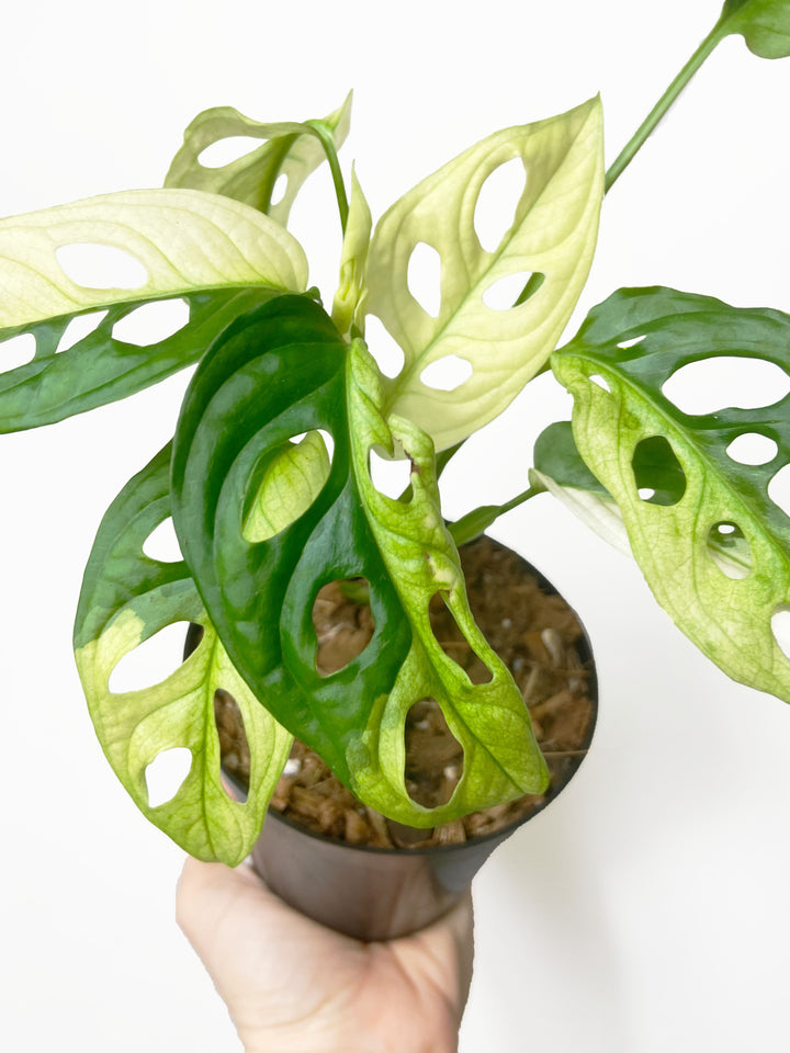 Monstera Adansonii Variegated