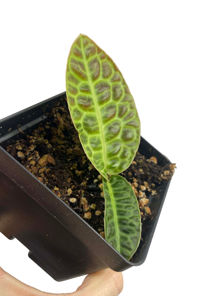 Labisia Pumila "Turtle Back"