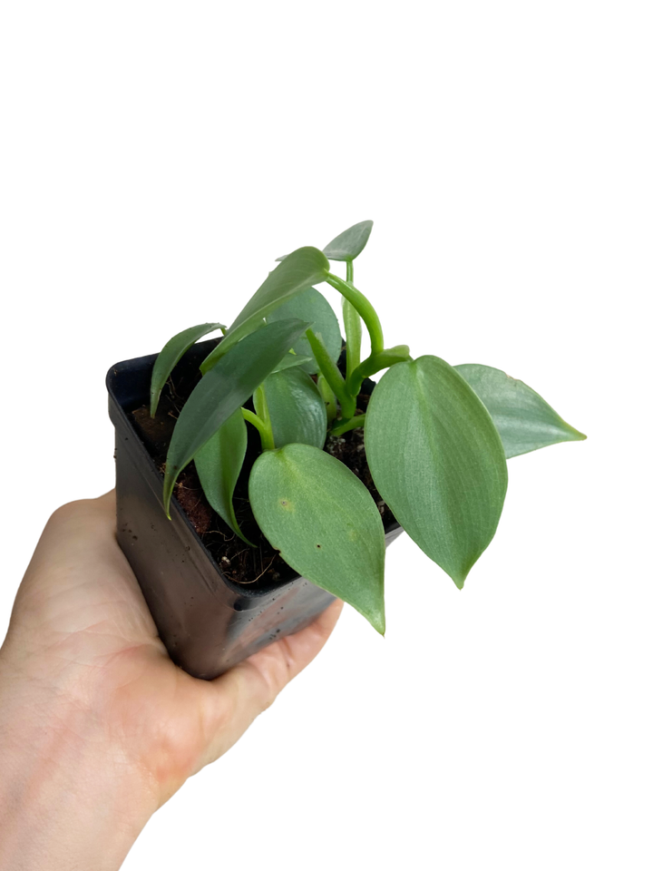 Philodendron Silver Sword