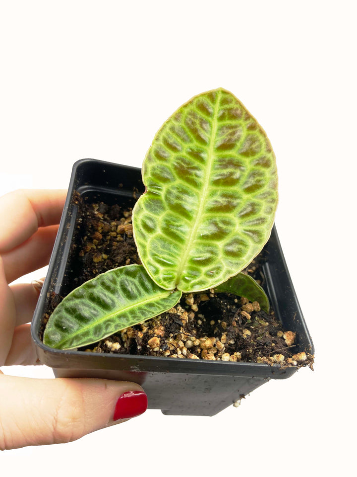 Labisia Pumila "Turtle Back"
