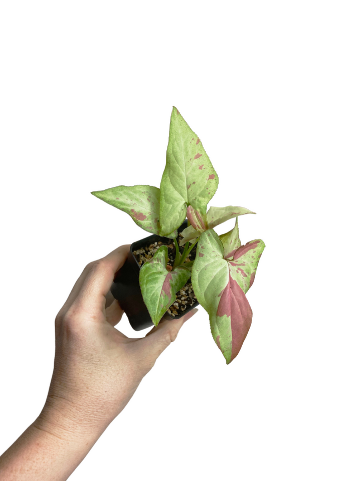 Syngonium Strawberry Milk