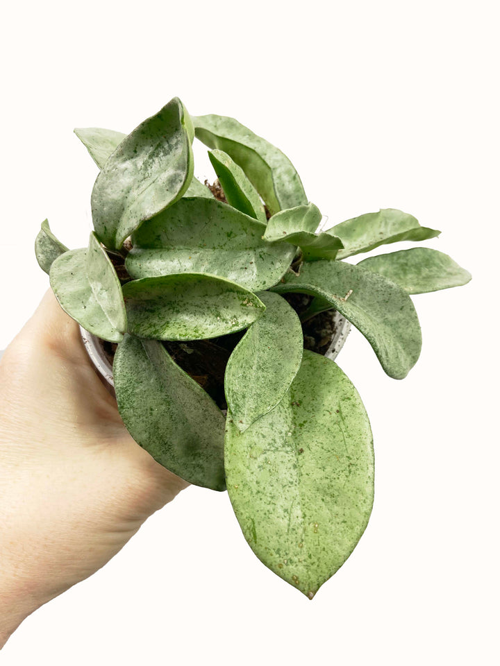 Hoya Carnosa Grey Ghost