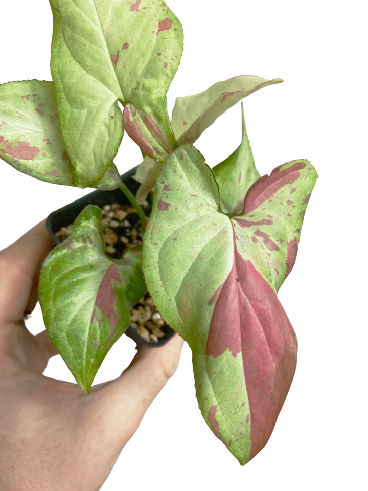 Syngonium Strawberry Milk