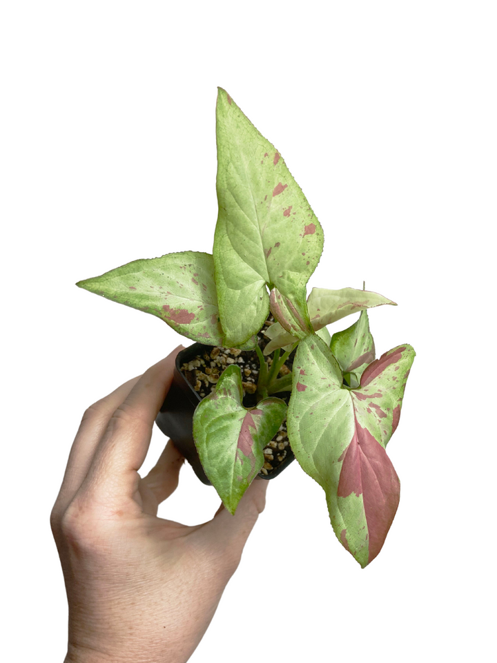 Syngonium Strawberry Milk