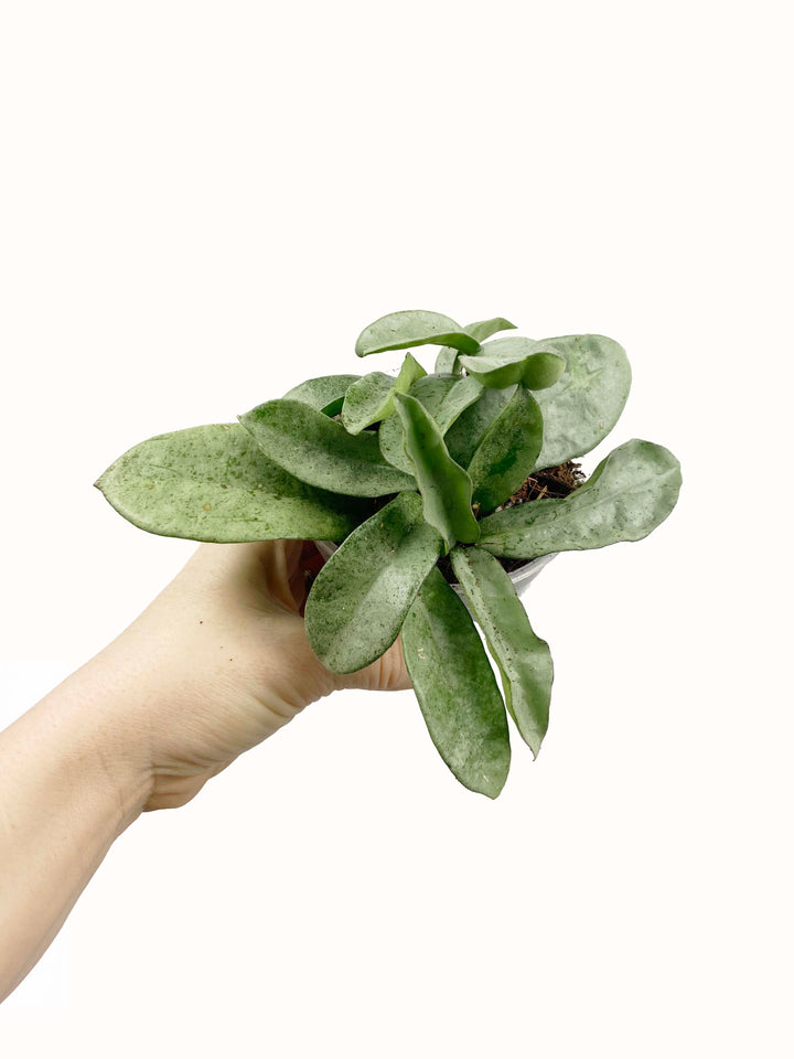 Hoya Carnosa Grey Ghost