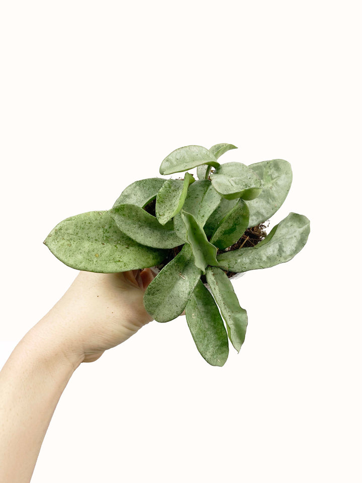 Hoya Carnosa Grey Ghost