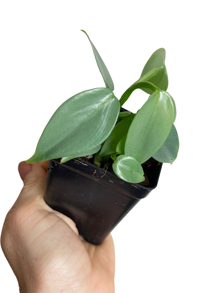 Philodendron Silver Sword