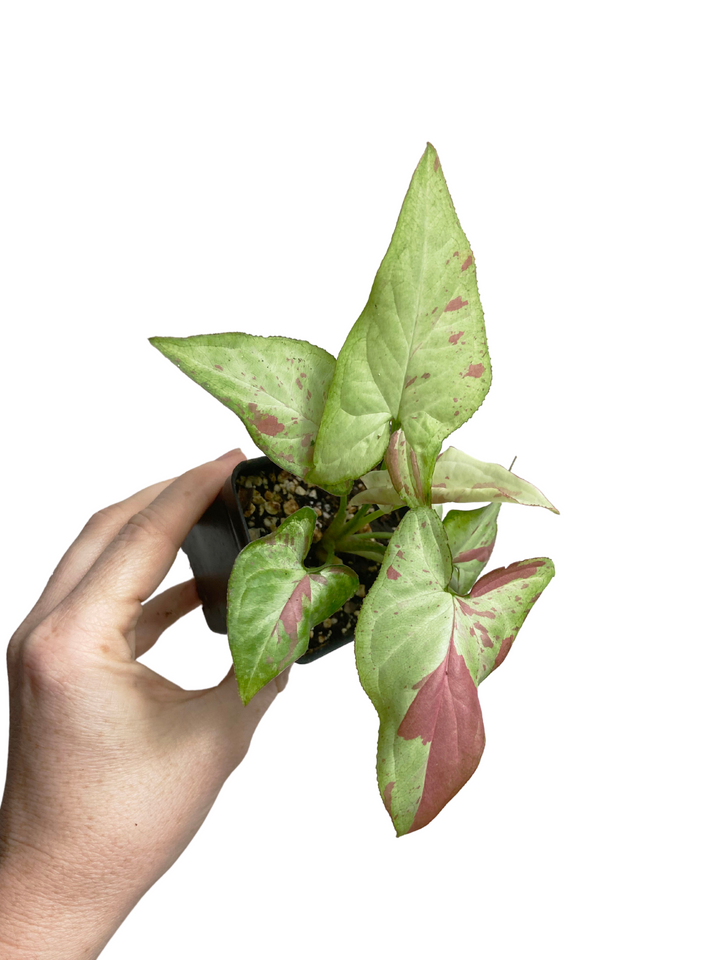 Syngonium Strawberry Milk
