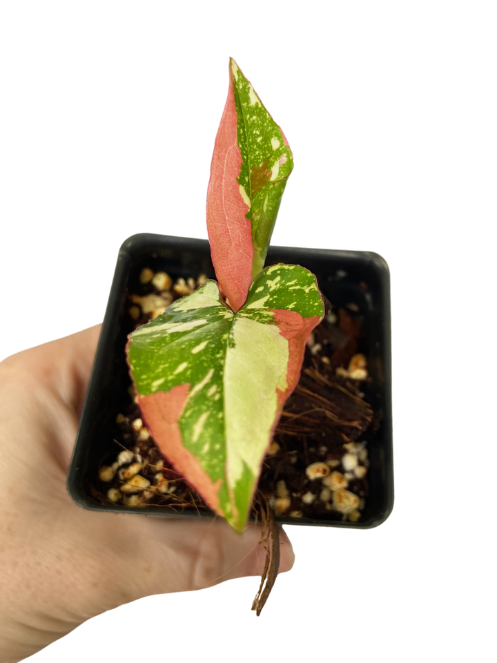 Syngonium Red Spot Tri-color
