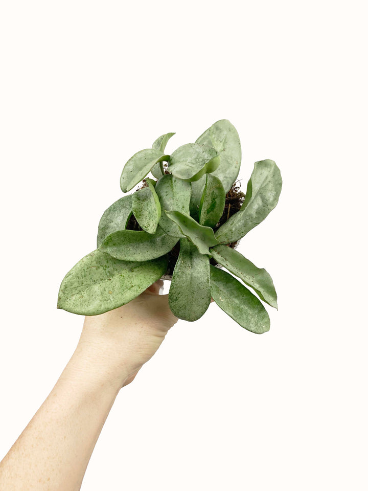 Hoya Carnosa Grey Ghost