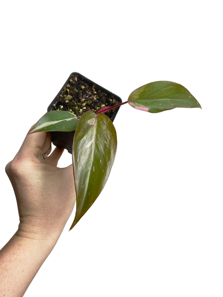 Philodendron Pink Princess