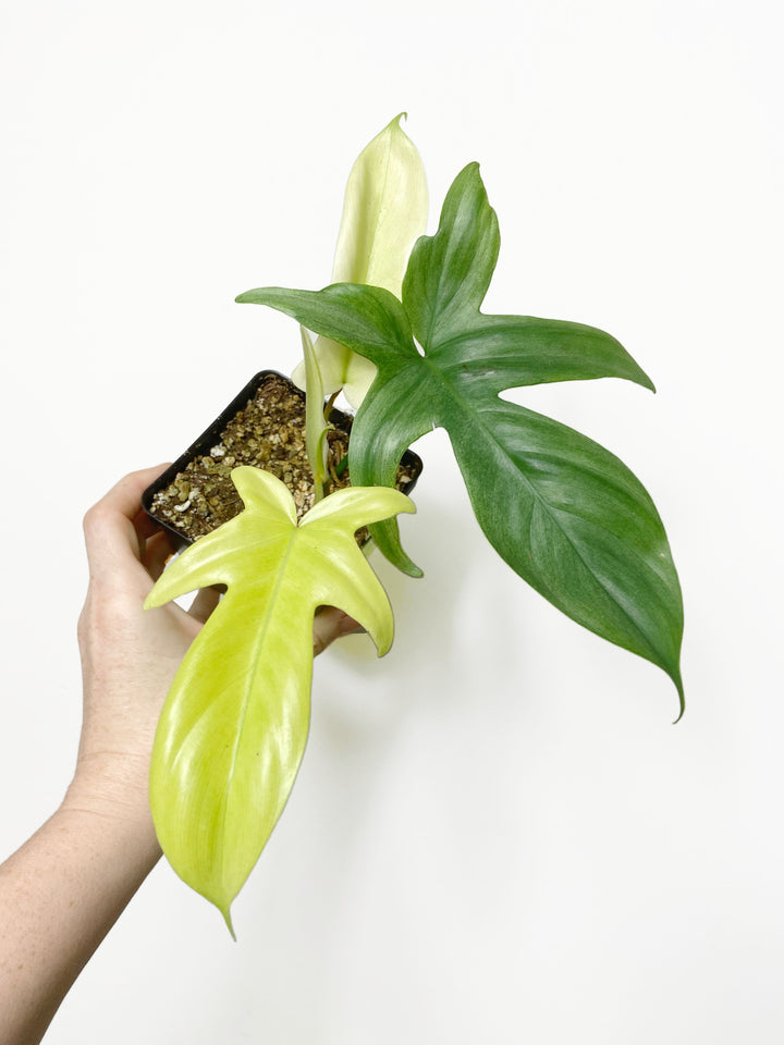 Philodendron Florida Ghost Mint