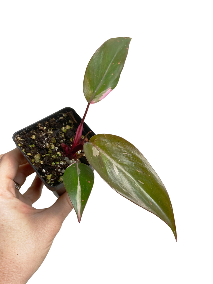 Philodendron Pink Princess