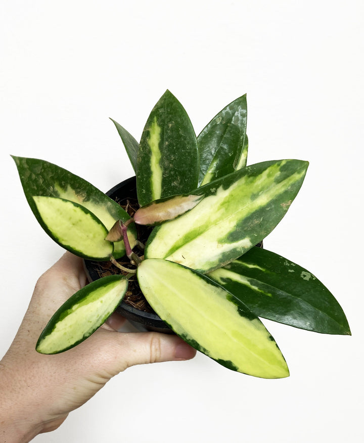 Hoya Acuta Inner-Variegated