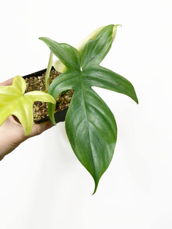 Philodendron Florida Ghost Mint