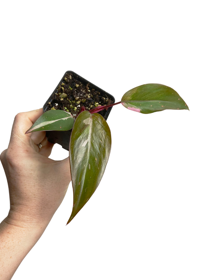 Philodendron Pink Princess