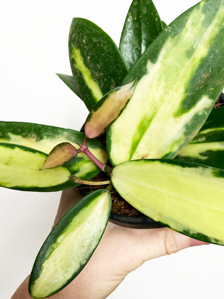 Hoya Acuta Inner-Variegated