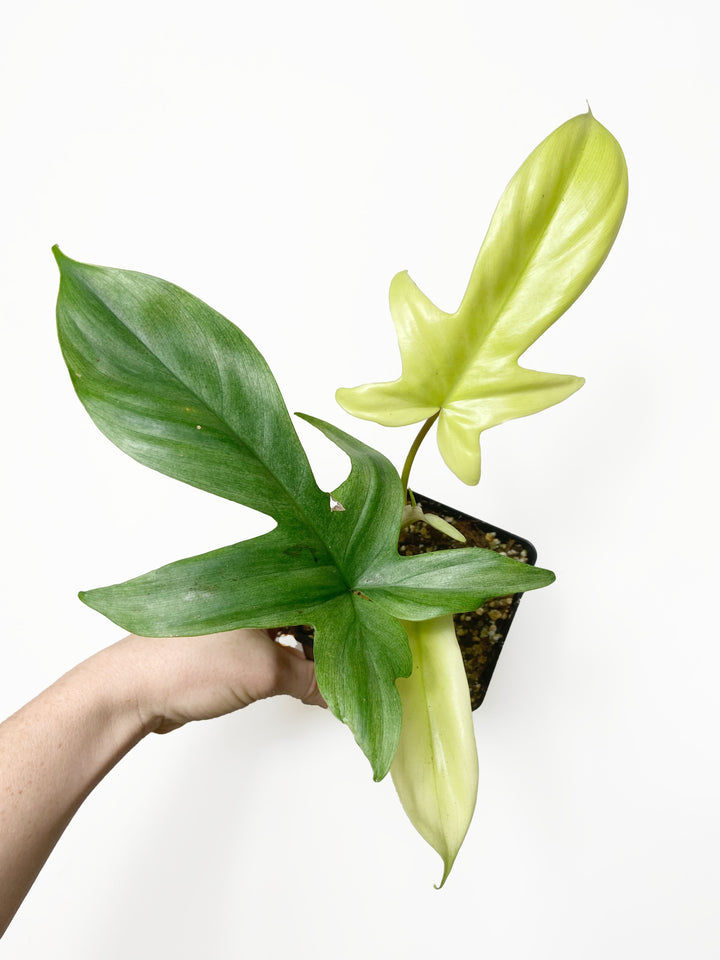 Philodendron Florida Ghost Mint