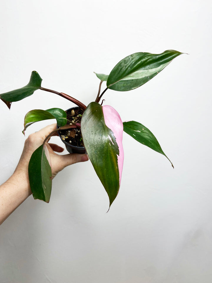 Philodendron Pink Princess