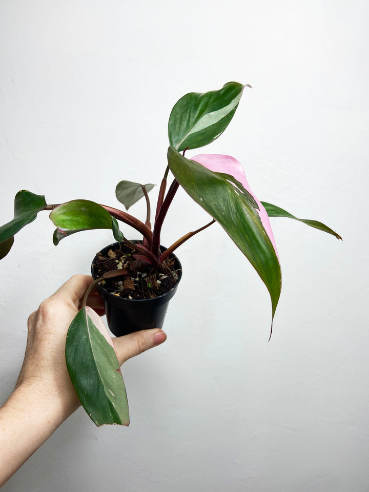 Philodendron Pink Princess