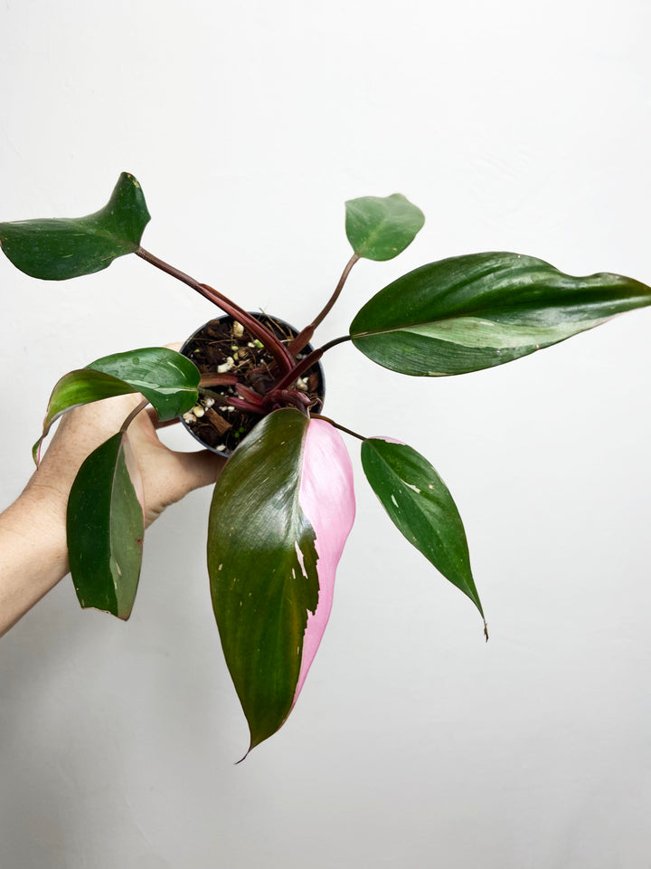 Philodendron Pink Princess