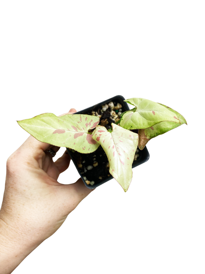 Syngonium Strawberry Milk