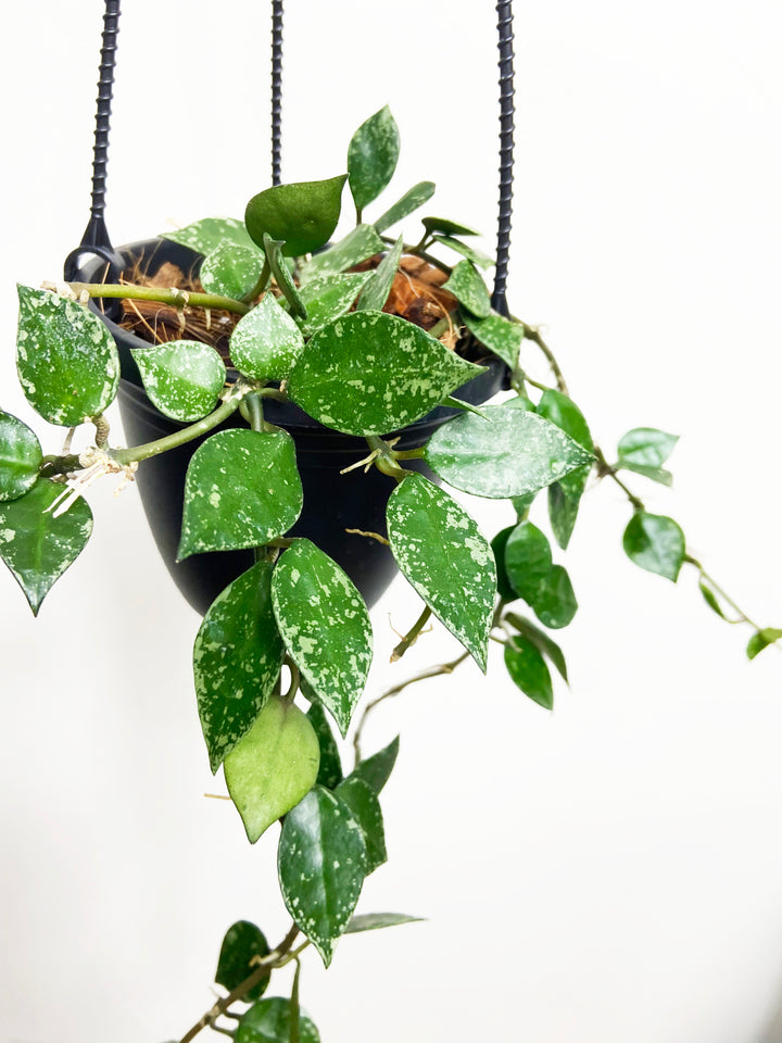 Hoya Krohniana Snow Caps