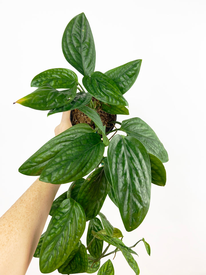 Monstera Peru