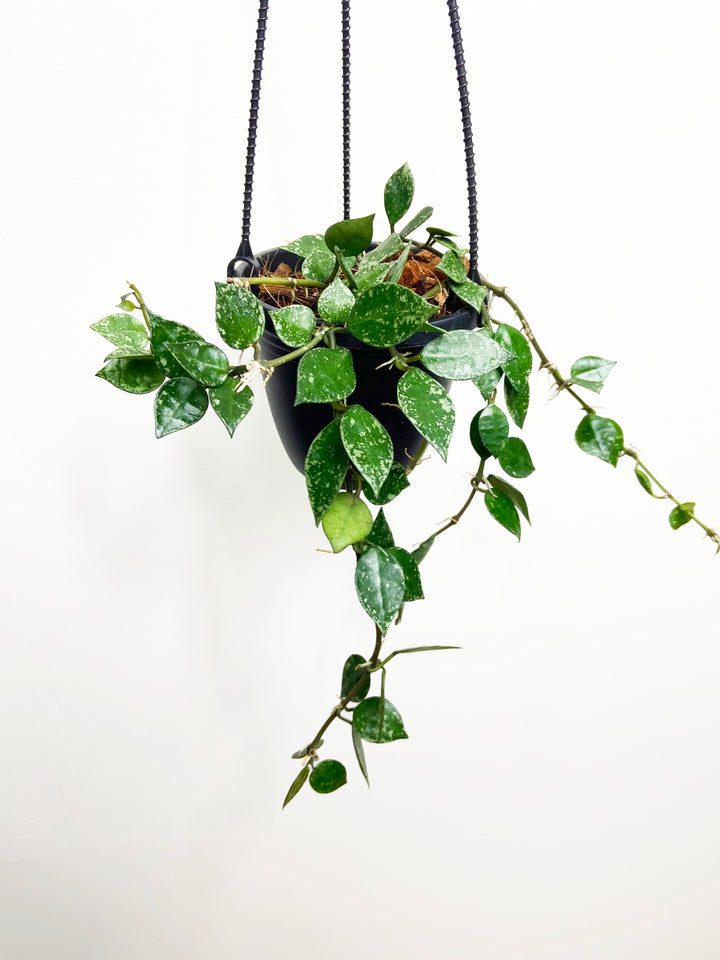 Hoya Krohniana Snow Caps