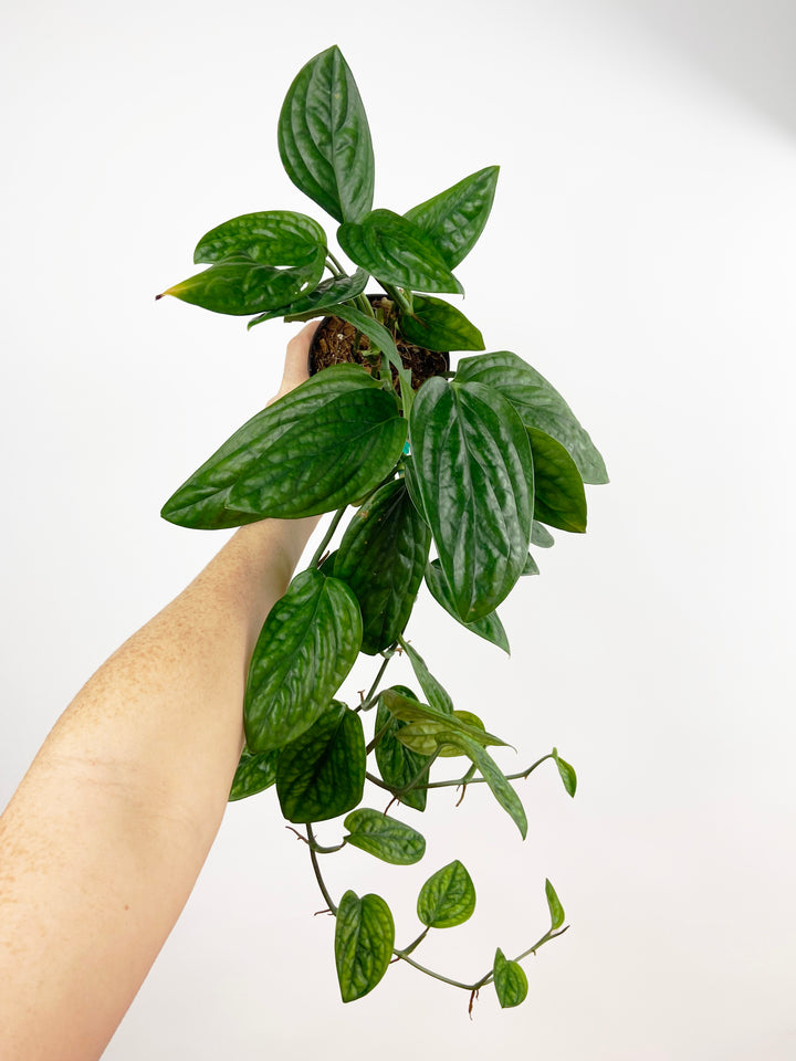 Monstera Peru