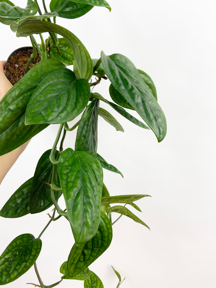 Monstera Peru